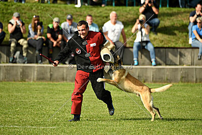 Serro de lorigine de faucon rouge